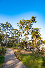 三保の松原の松