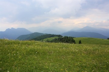field , mountains, flowers and green
