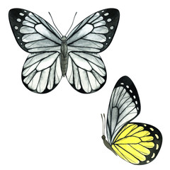 Watercolor colorful butterflies isolated on white background, summer illustration