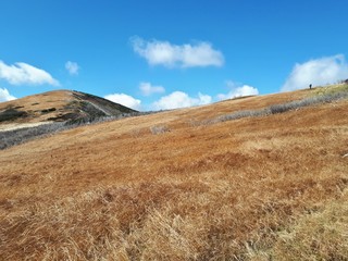Golden meadow on the mountain in early autumn