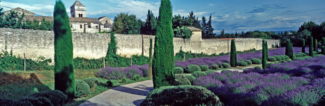 Panoramic view of the lavender garden at the Asylum at St.Remy de Provence