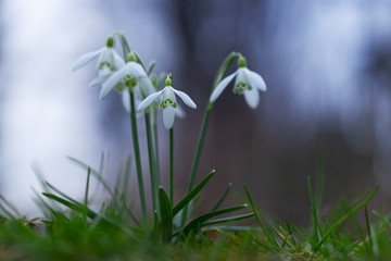 Galanthus nivalis, the snowdrop or common snowdrop. The first spring snowdrop flowers. The concept of spring and the awakening of nature.