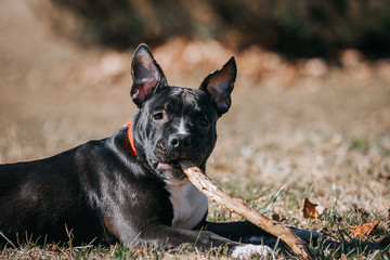 american staffordshire terrier puppy posing otside in the park.	