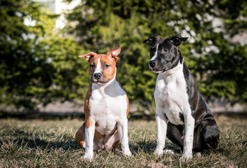 american staffordshire terrier puppy posing otside in the park.	