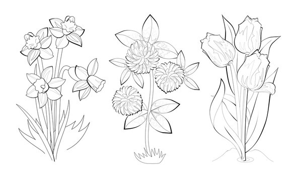 Black and white page for baby coloring book. Set of illustrations of spring flowers. Printable template for kids school textbook. Worksheet for children and adults. Hand-drawn vector image.