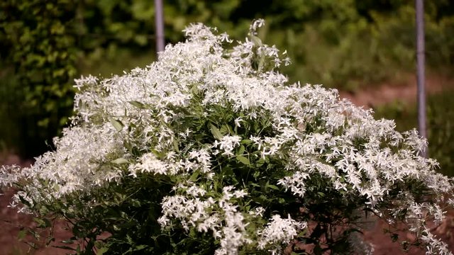 clematis recta