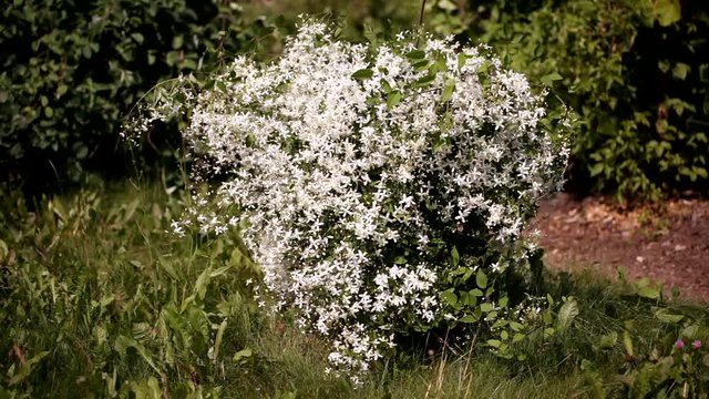 clematis recta