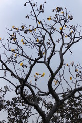 Buttercup tree Volcanic yellow flowers and no leaves