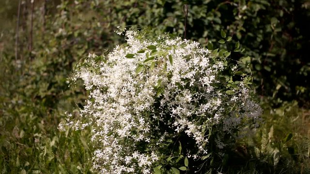 clematis recta