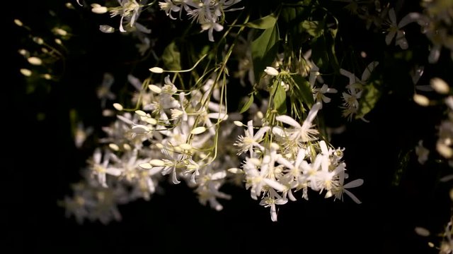 clematis recta