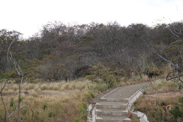 Buttercup tree Volcanic yellow flowers and no leaves