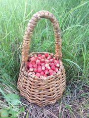 Fototapeta na wymiar Wild strawberries in a basket on the green grass