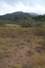 Volcanic area climate contrat primary forest