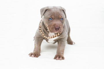 American Bully Pitbull Welpe 