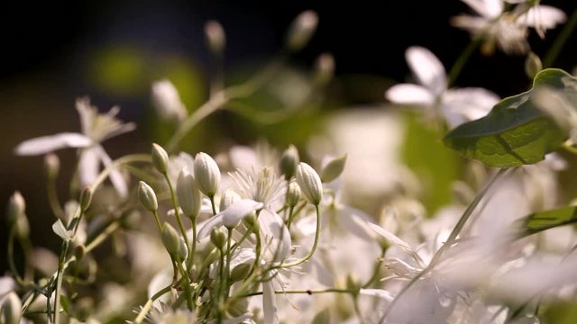 clematis recta
