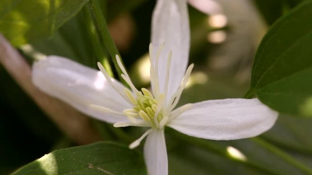 clematis recta