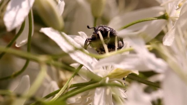 clematis recta