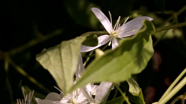 clematis recta