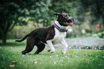 american staffordshire terrier puppy posing otside in the park.	