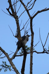 White throated magpie jay passerine bird