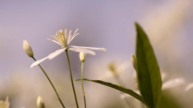 clematis recta