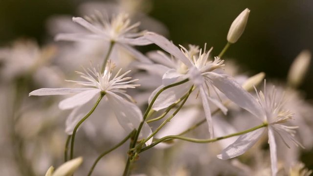 clematis recta