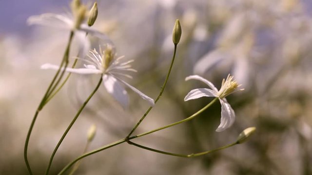 clematis recta