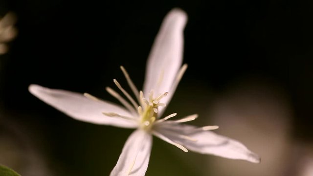 clematis recta