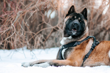 American akita dog posing in the snow outside.	