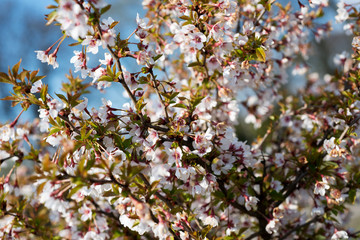 Flowering trees in the garden closeup
