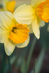 Daffodils flowers blooming in the garden closeup