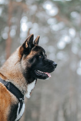 American akita dog posing in the snow outside.	