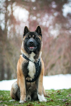 American akita dog posing in the snow outside.	