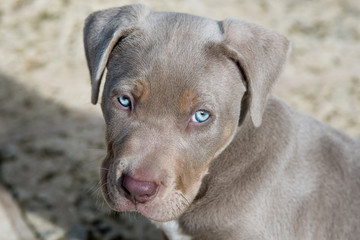 American Bully Pitbull Welpe 