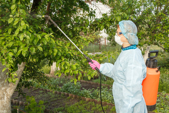 Protecting apple trees from fungal disease or vermin with pressure sprayer.