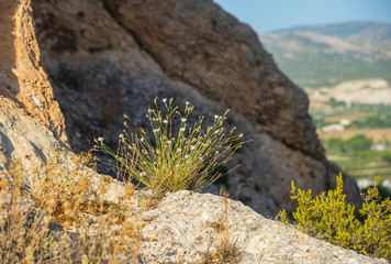 Summer landscape in Spain