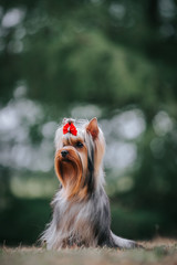 Yorkshire terrier in the green park background.