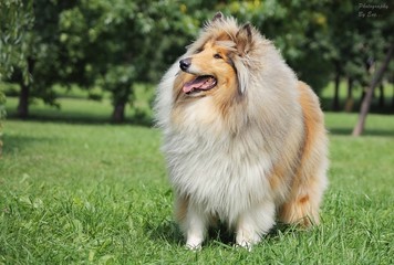  Sable collie. Shetland Sheepdog.