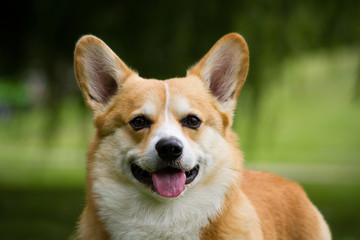 Nice dog portrait. Welsh corgi in the green background.