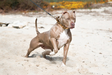 Pitbull American Bully