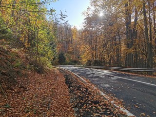 Fototapeta premium On the way, towards the colorful autumn, treading on rust, yellow and wet leaves