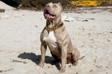 Pitbull American Bully