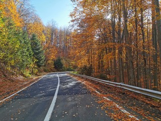 On the way, towards the colorful autumn, treading on rust, yellow and wet leaves