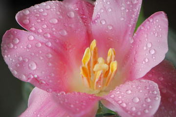 Delicate pink tulip flower with large drops of dew on the petals