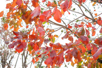 orange Indian Almond leaves background.