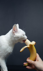White cat eats a banana on a black background