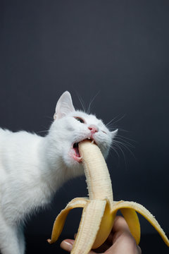 White Cat Eats A Banana On A Black Background