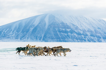 Husky dogs running on frozen sea pulling a sledge., Greenland.