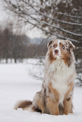 Fototapeta na wymiar Aussie posing in the winter park. Beautiful australian shepherd dog male.