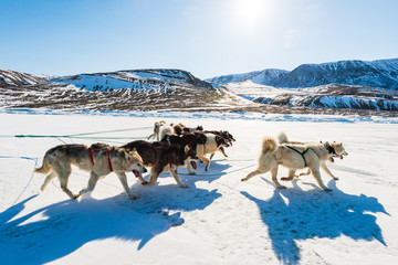 Fototapeta premium Husky dogs running on frozen sea pulling a sledge., Greenland.